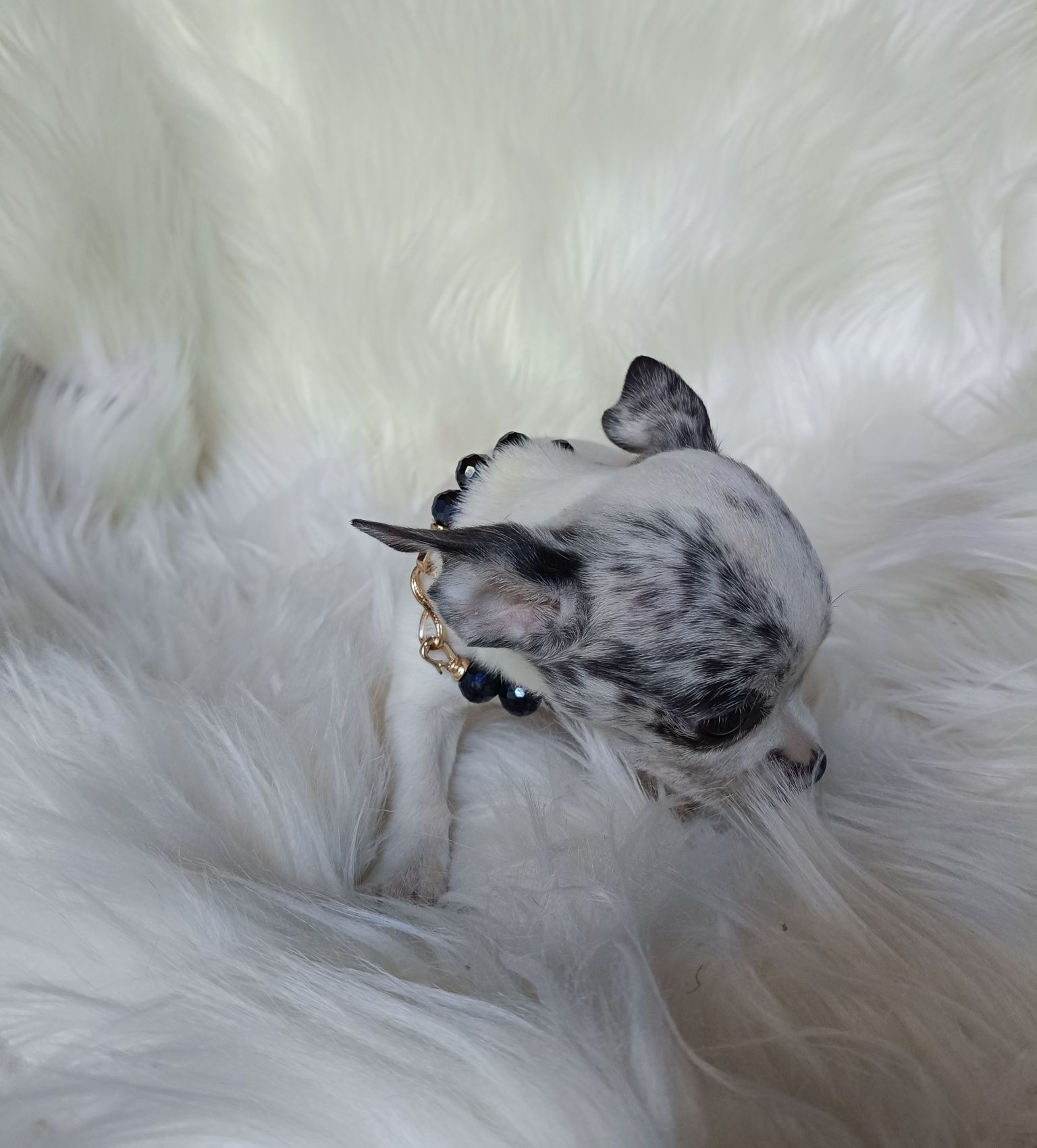 Chihuahua piesek white and merle