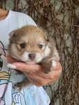 Lulu da Pomerânia macho choco tan