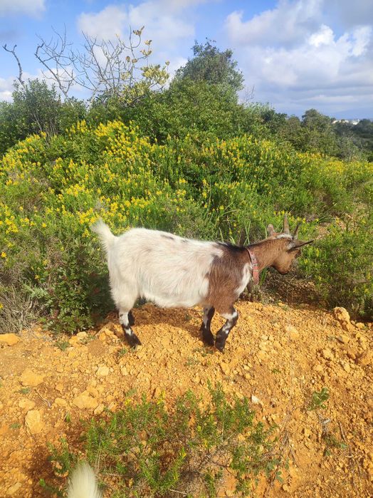 Cabras anãs da África Ocidental para venda.