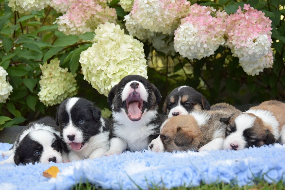 Welsh Corgi miot wiosna 2026!