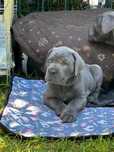 Piękna suczka Cane Corso ZKwP