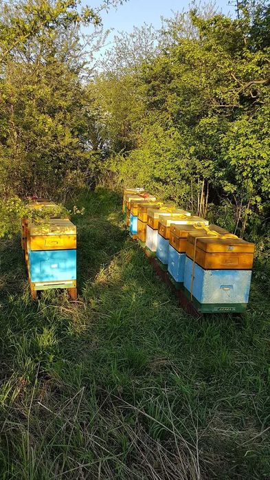 Naturalny MIÓD z własnej pasieki