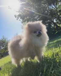 Pomeranian Szpic miniaturowy Suczka FCI ZKwP