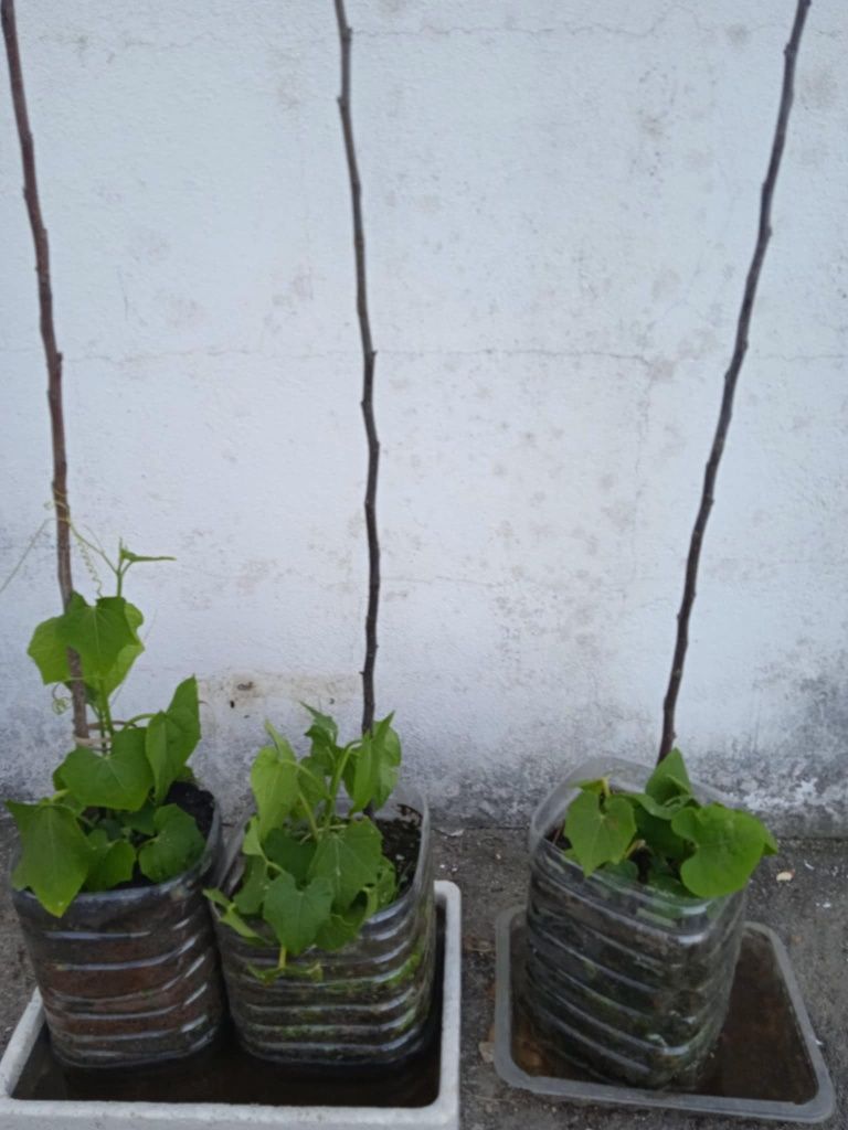 Vendo chuchus para transplantar