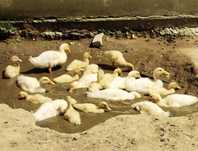 Patos de Pequim com 1 mês