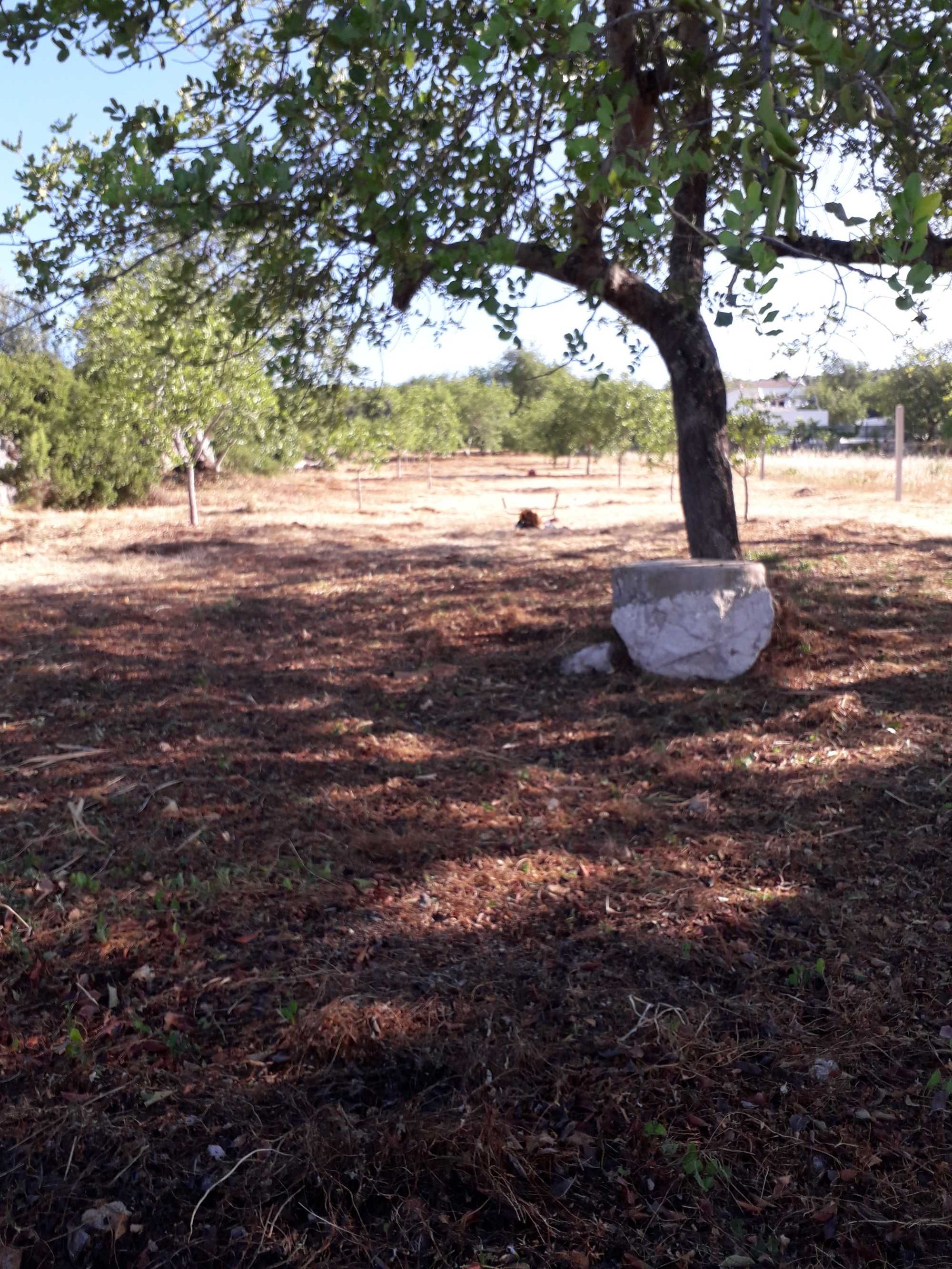 Limpeza de jardins, terrenos e afins