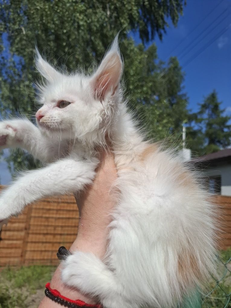 Kocurek Maine Coon z efektem merle