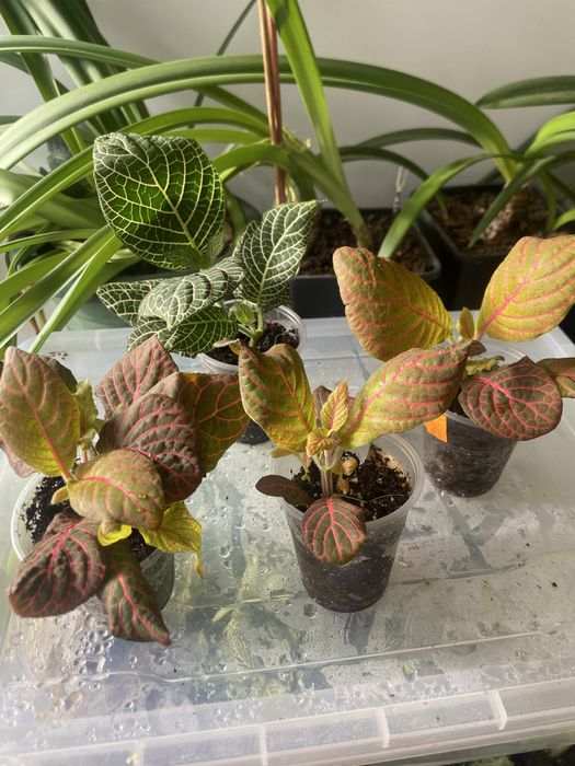 Фітонія фіттонія фитония