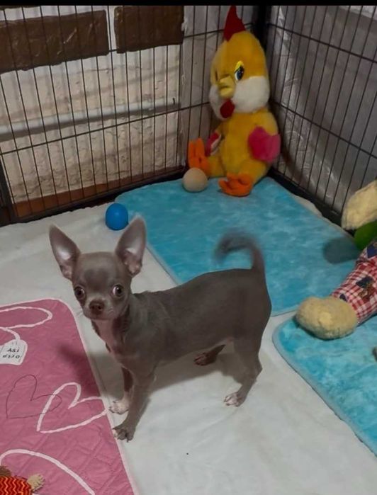 Чихуахуа - лілова красунечка.