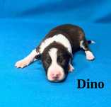 Border Collie, Piesek z Rodowodem, Rodzice przebadani, Dino