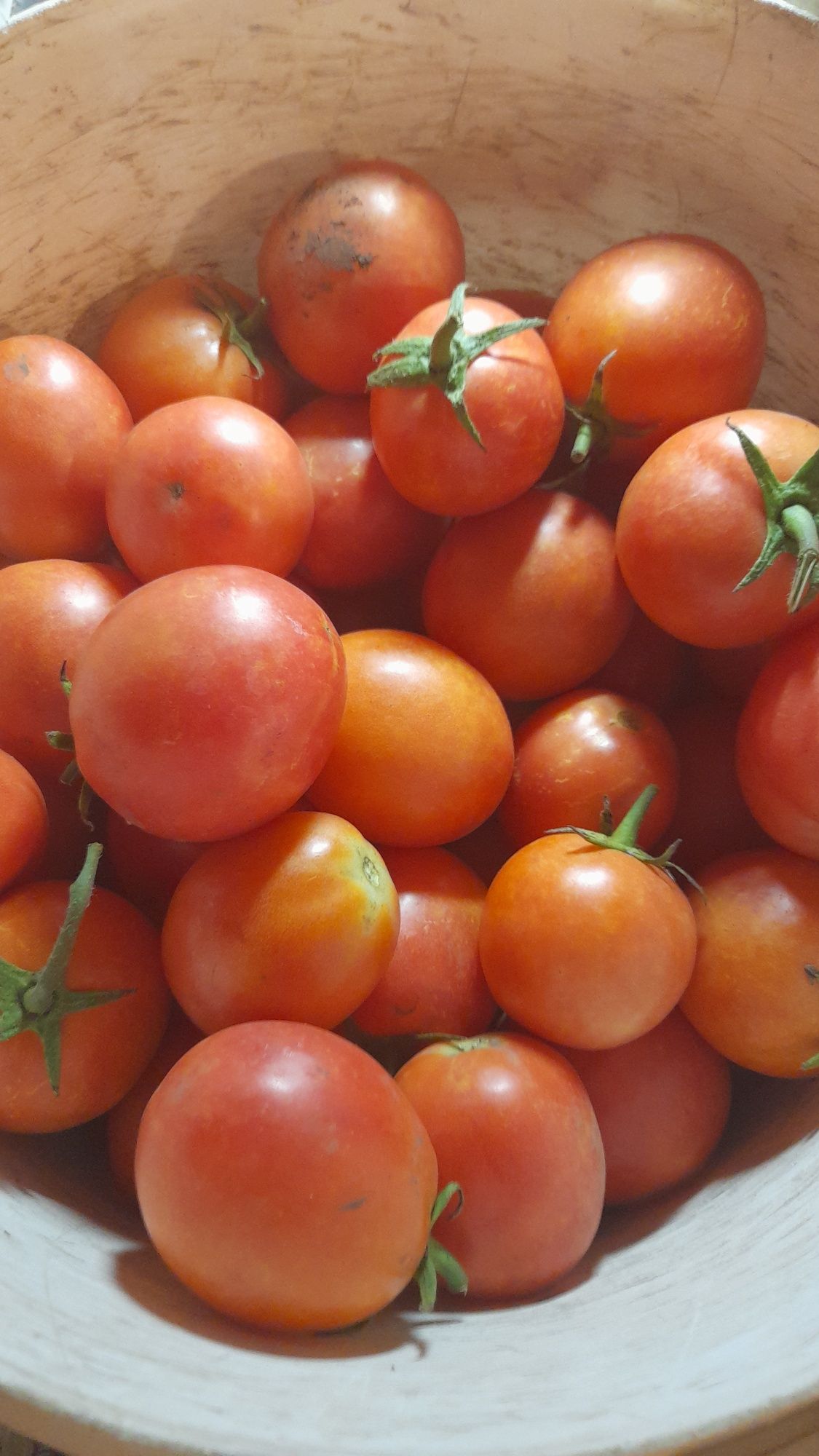 Продам помидоры томат
