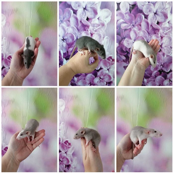 Szczury dumbo w różnych umaszczeniach