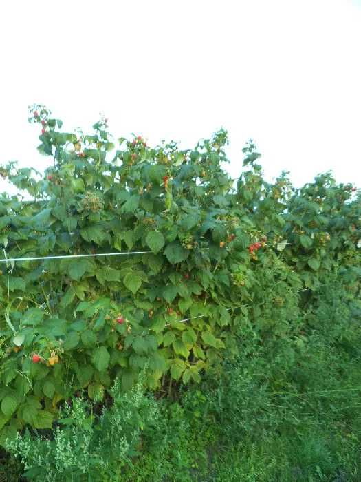 Malina czerwona sadzonka, pędy