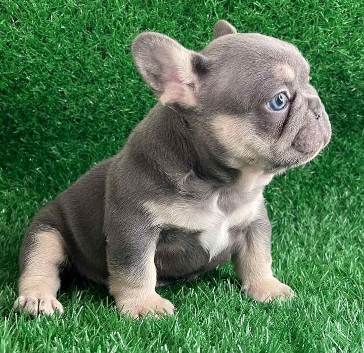 Дівчинка красуня .блакитна з підпалом