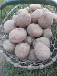 Ziemniaki ekologiczne 100% odmiana Bellarosa