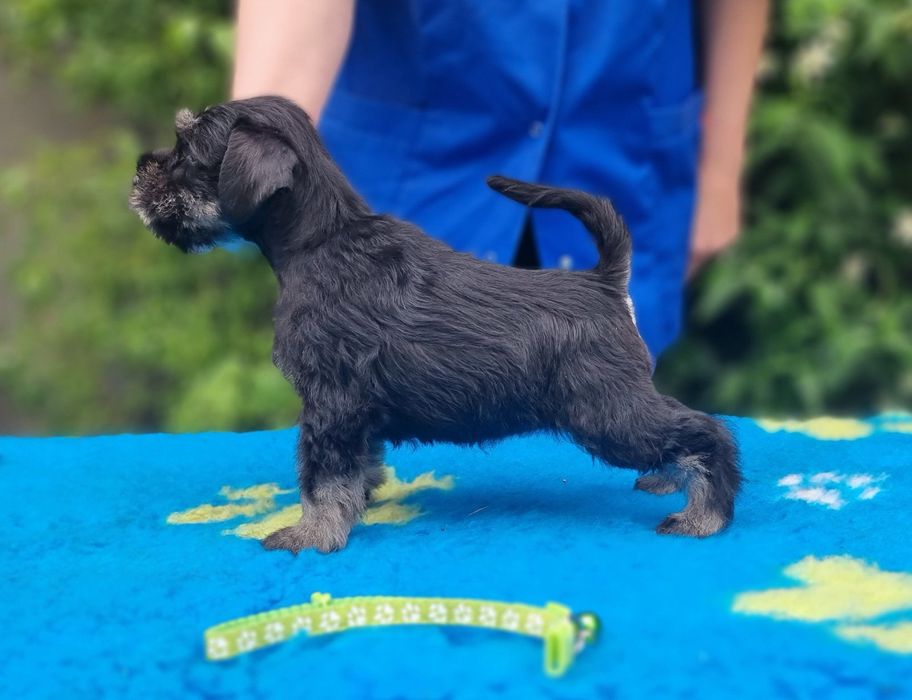 Цуценята цвергшнауцера