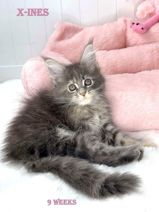 Koteczka maine coon blue niebieski  cudowne łagodne olbrzymy