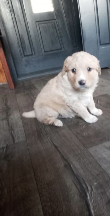 Цуценята Лабладора