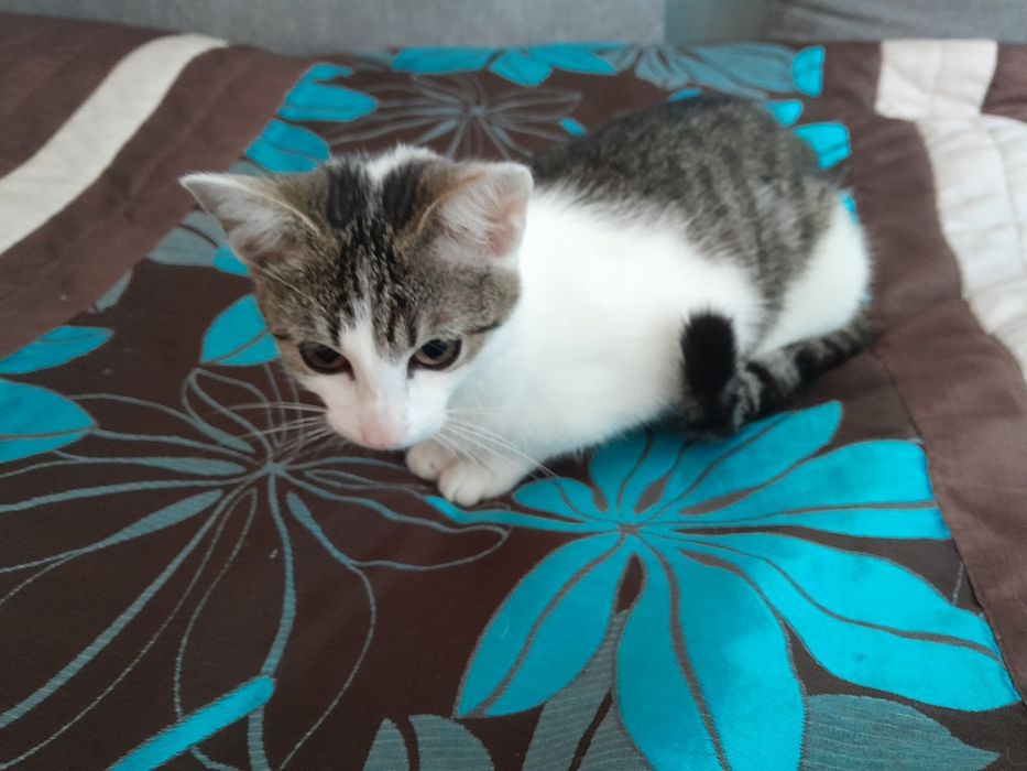 Oddam kotkę w dobre ręce