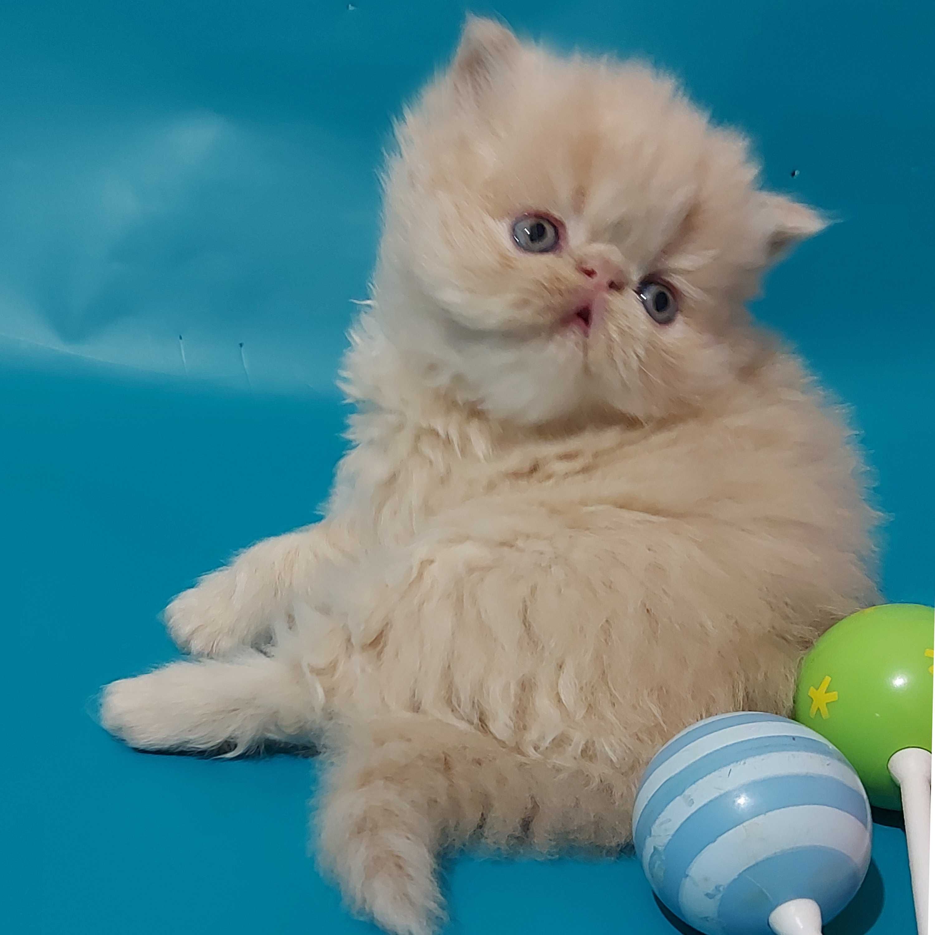 Персидские котята малыши