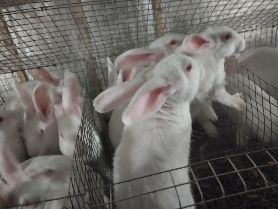 Самці та самки 2-4 місяці. Термонці та мішані.