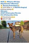Zaginiony Simba Wojnicz, Porębia Spytkowska, Brzesko, Bochnia ALARM