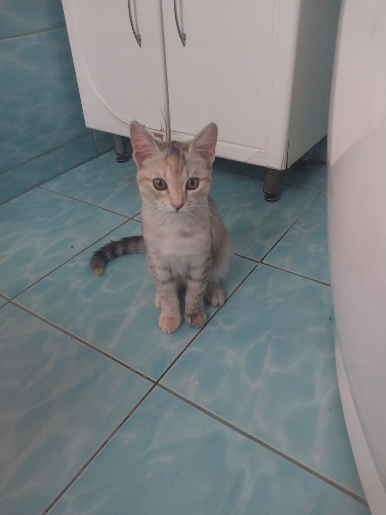 Котёнок девочка в хорошие руки
