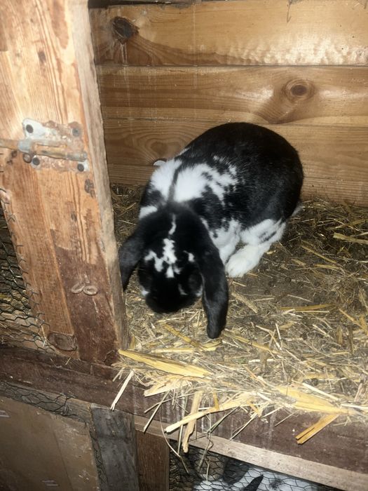 Barany 1+3  likwidacja sprzedam