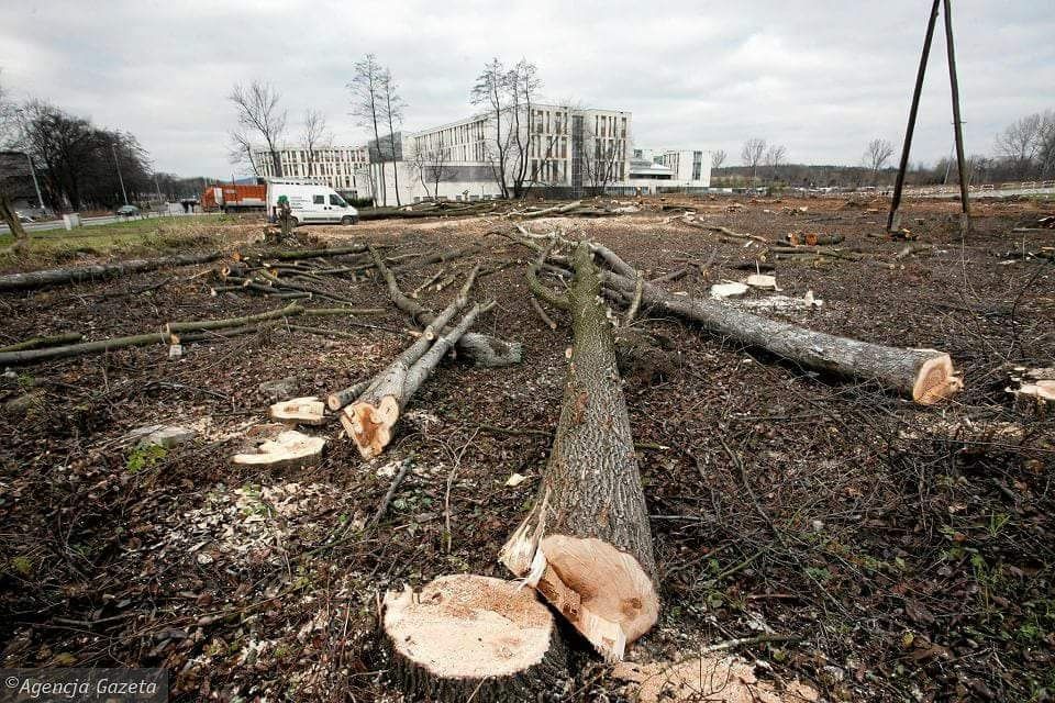 Wycinka rębak podnośnik wynajem czyszczenie działek mulczer karczowani