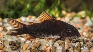 GB Kirys czarny Corydoras Aeneus „Black”