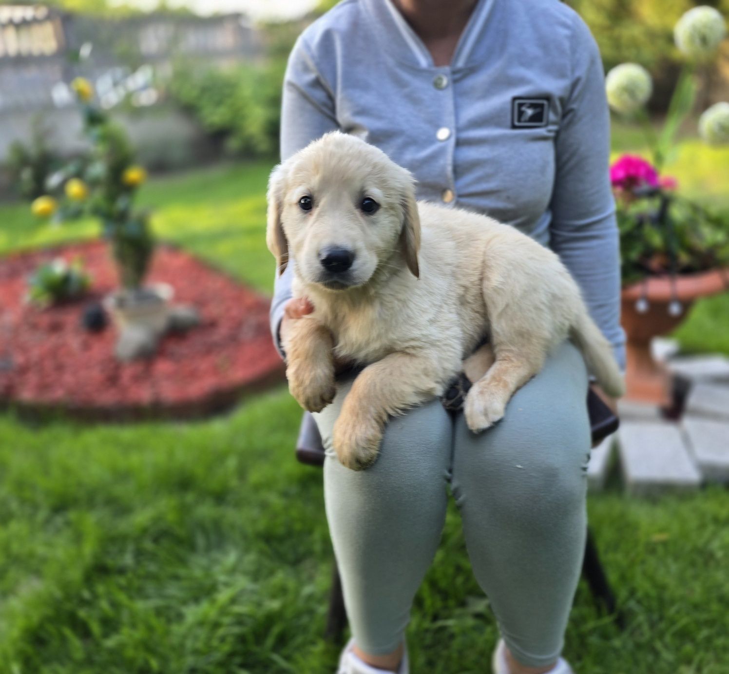 Golden retriever szczeniak