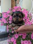 Yorkshire terrier tricolor