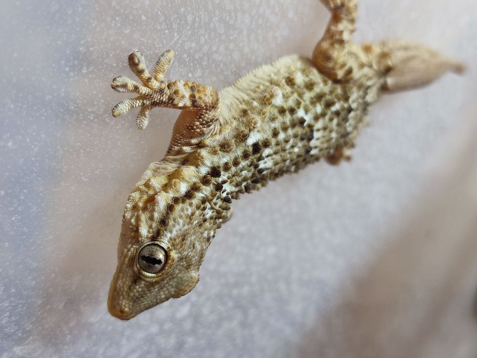 Gekon murowy, mauretański Tarentola fascicularis (mauritanica)
