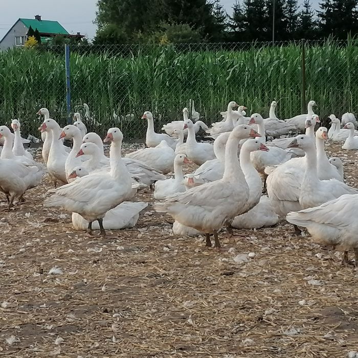 Gęsi z gospodarstwa krew okrasa smalec