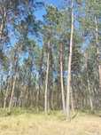 Terreno em CERRO- Pataias