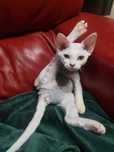 Gotowa do odbioru, sliczna biała koteczka devon rex, FPL