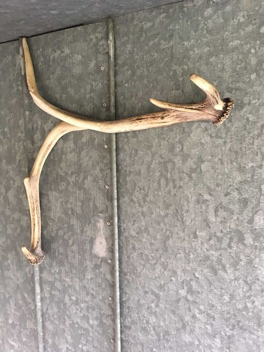 Wieszak, poroże jelenia