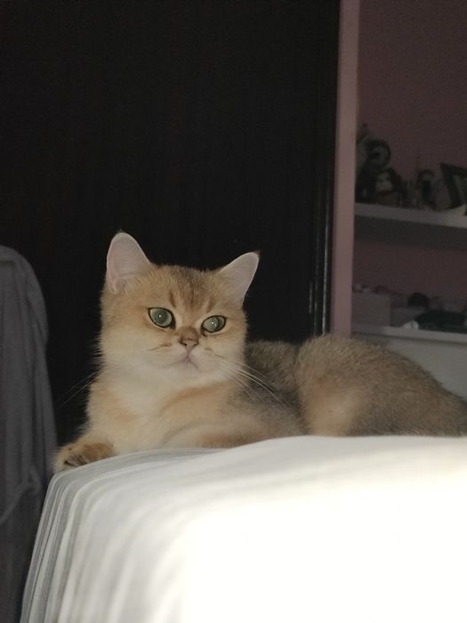 British shorthair gold