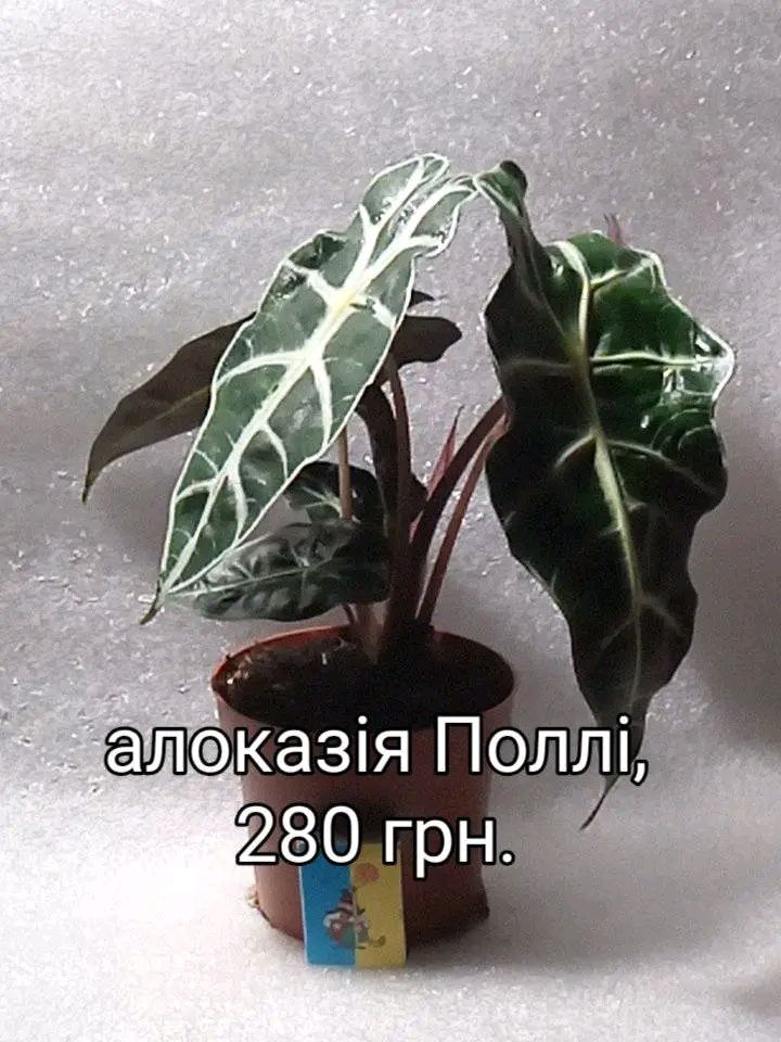 Фікуси,гібіскуси,алоказії,стефанотіс, пассіфлора ,маранта