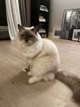 Kot Ragdoll blue mitted  3,5 roku