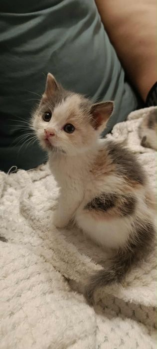 Urocze trikolorki do adopcji