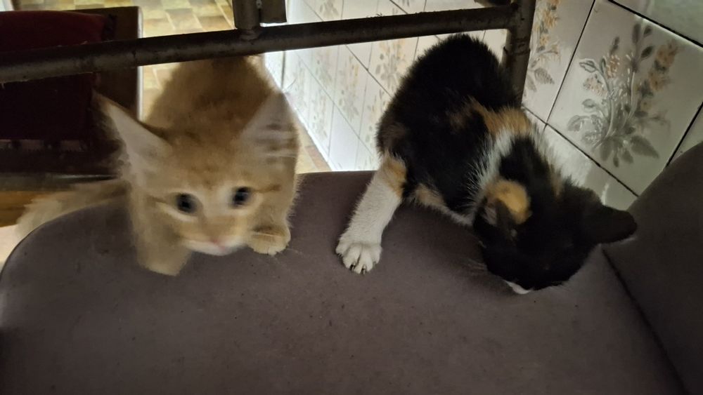 Dá-se gatinhos com 2  messes e meio