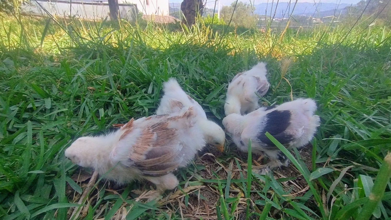 Pitos de pekin. .