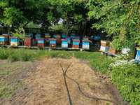 Pasieka 30  uli z pszczołami