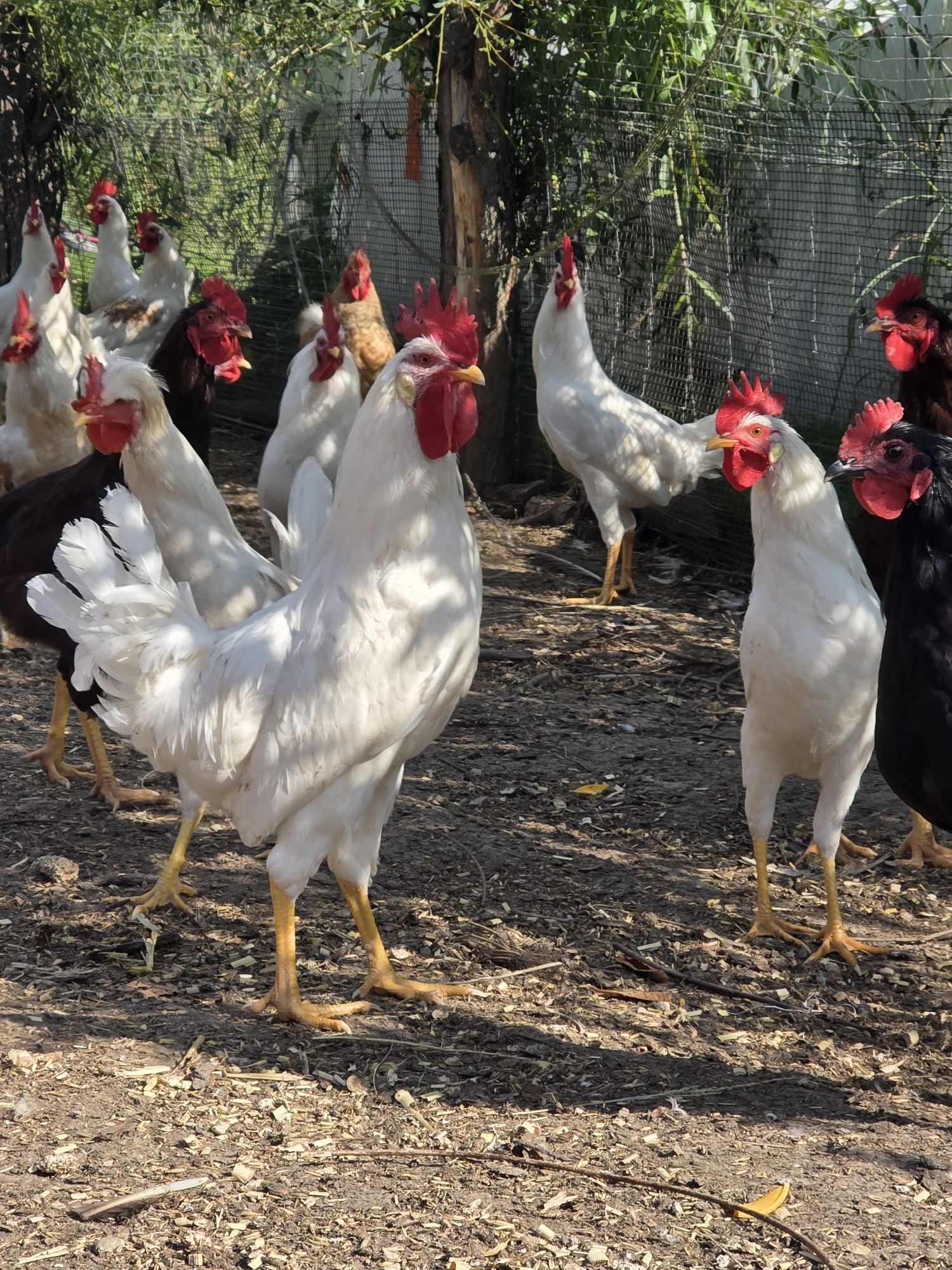 Kogut, koguty silka splash, leghorn, karmazyn