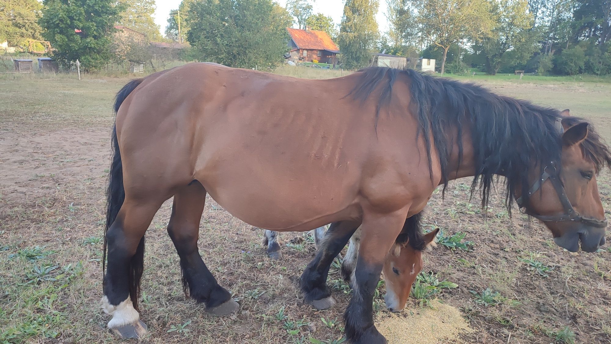 Sprzedam klacz gniadą
