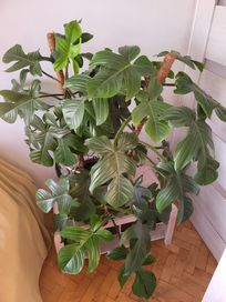 Philodendron Squamiferum