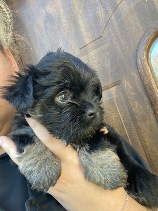 Oddam za darmo pieski