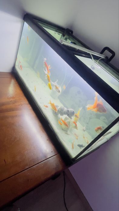 Vendo Aquario por flata de uso