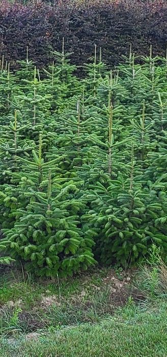 Sprzedam Jodłę Kaukaską w Donicy wys. od 150-200 cm